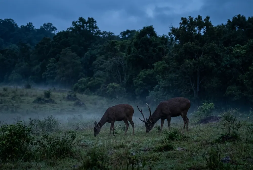 Sambar deer at the forest edge at dusk